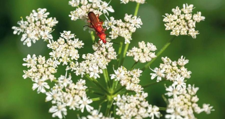 Προσοχή: Το επικίνδυνο φυτό που προκαλεί τύφλωση ή ακόμη και θάνατο είναι στα ελληνικά χωράφια – Μην το αγγίξετε