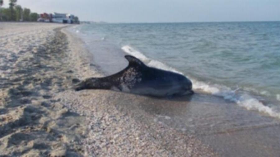 Οι τουρίστες δεν πίστευαν στα μάτια τους!