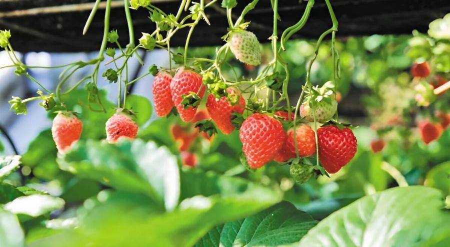 Ελληνικό διάσημο φρούτο γεμάτο φuτoφάρμακα: Ξεπέρασε το όριο κατά 5.530% (!) – Μας «Kάpφωσε» στην Ε.Ε. η Βουλγαρία