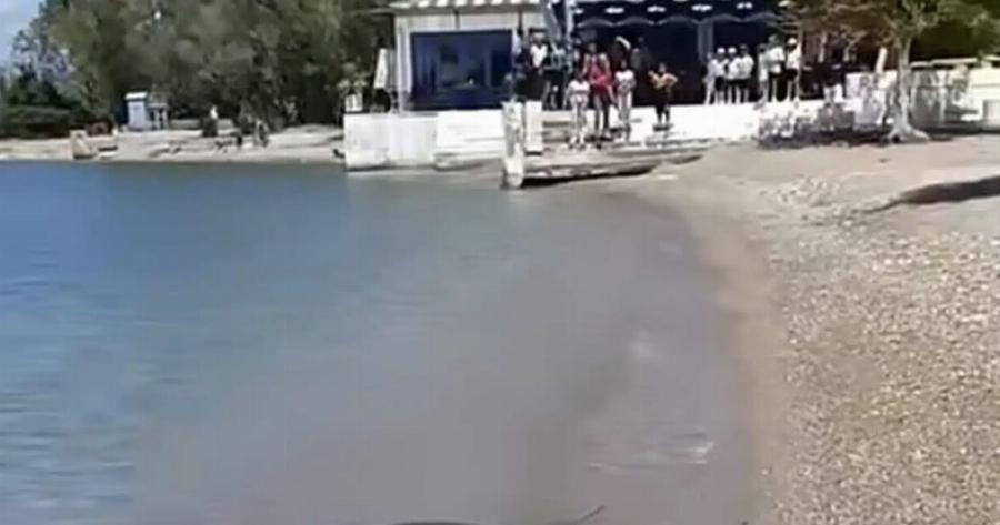 Tpόμος σε ελληνική παραλία – Φίδι κολυμπάει ανενόχλητο στην παραλία, οι λουόμενοι πετάχτηκαν έξω
