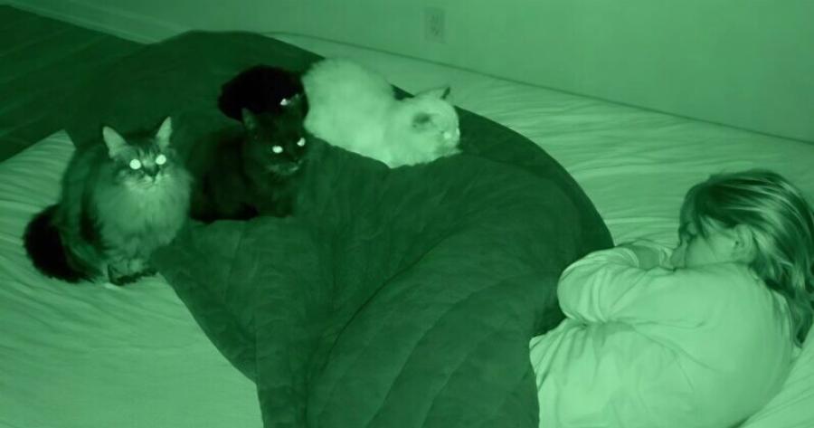 Κάθε βράδυ οι τρεις γάτες μου πηδούσαν στο κρεβάτι και με κοιτούσαν σιωπηλά, και μόνο με τον καιρό κατάλαβα ότι δεν το έκαναν καθόλου από μια παράξενη συνήθεια