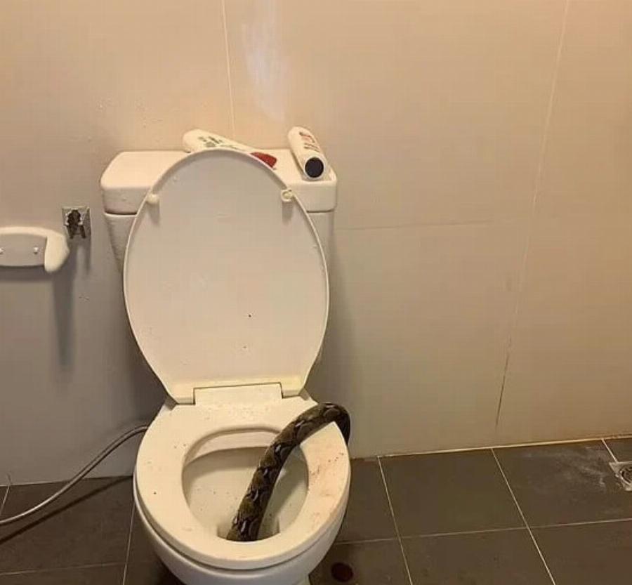 Εφιαλτικές στιγμές για νεαρό: Πύθωνας 3,5 μέτρων ξετρύπωσε από τουαλέτα και τον δάγκωσε