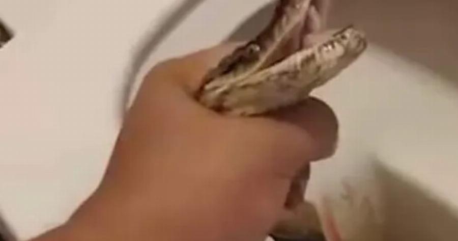 Εφιαλτικές στιγμές για νεαρό: Πύθωνας 3,5 μέτρων ξετρύπωσε από τουαλέτα και τον δάγκωσε