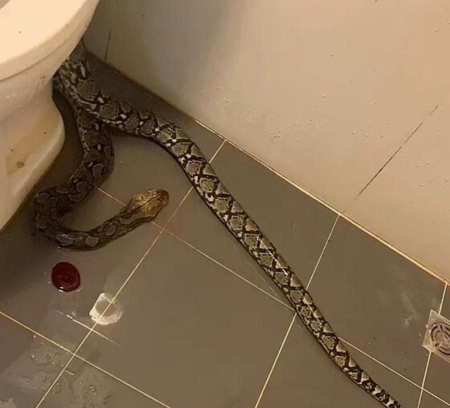Εφιαλτικές στιγμές για νεαρό: Πύθωνας 3,5 μέτρων ξετρύπωσε από τουαλέτα και τον δάγκωσε