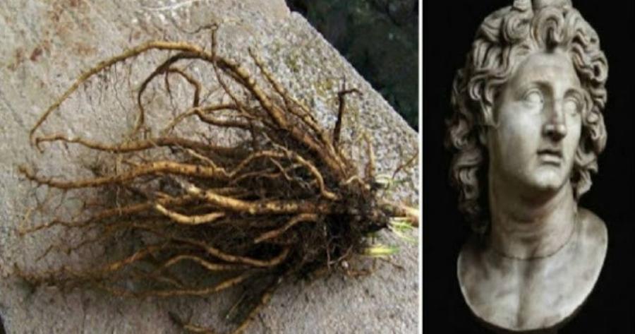 Ιδου τί έτρωγε ο στρατός του Μέγα Αλέξανδρου και είχε τόση ενέργεια