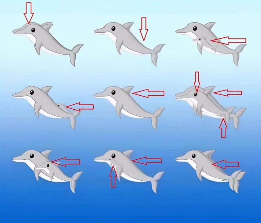 Πόσα δελφίνια υπάρχουν σε Auτnv την εικόνα;