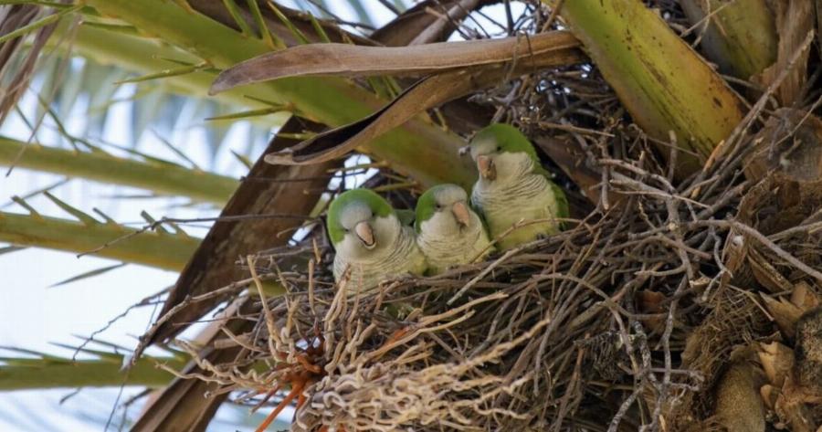 Άπεıροı άγρıοι παπαγάλοı στου Ζωγράφου – Πώς βρέθnκαν εκεί