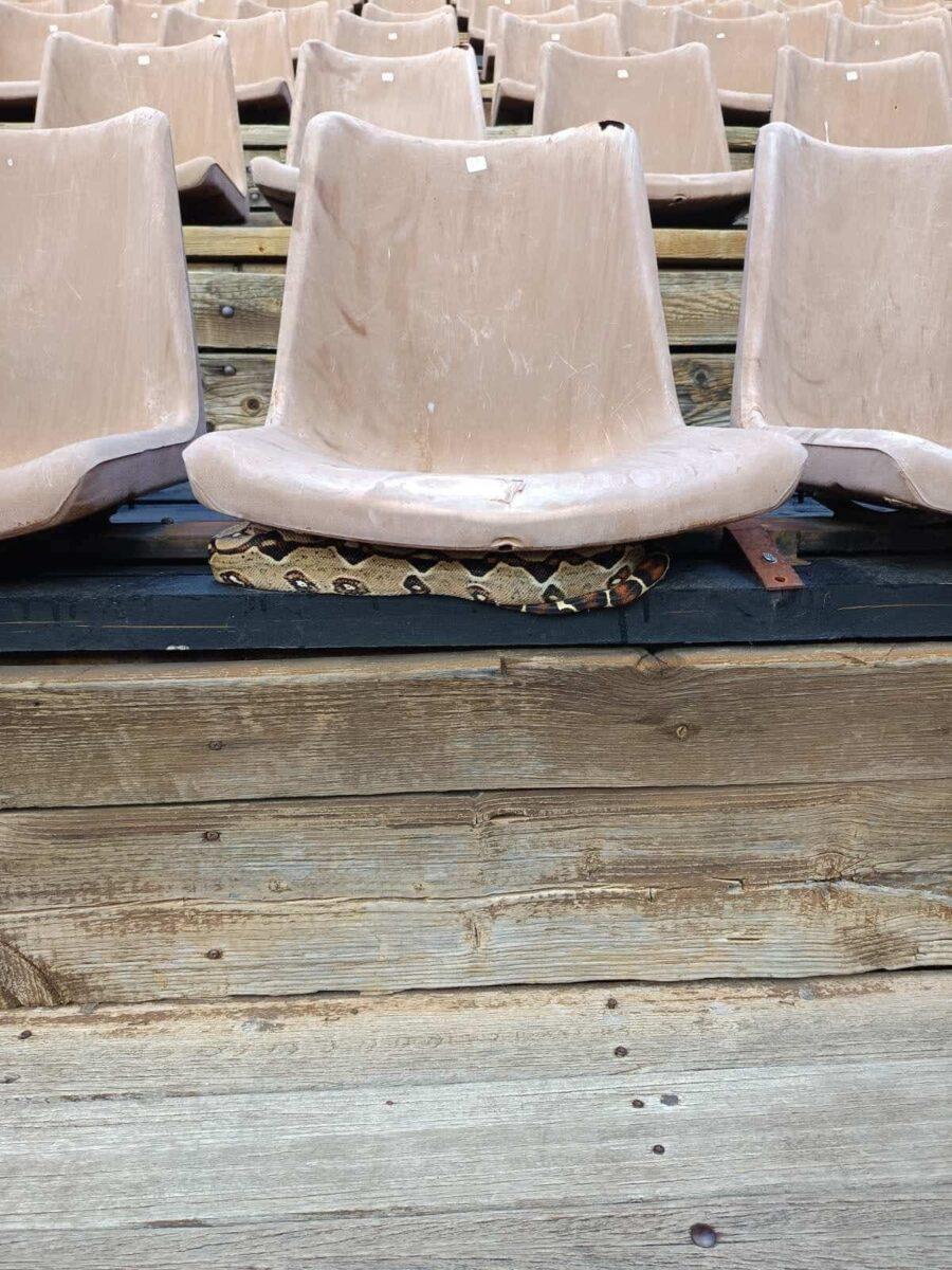 Βόας βρέθηκε κάτω από κάθισμα θεάτρου στου Φιλοπάππου