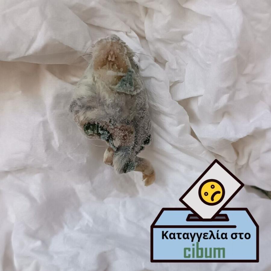 Κομμάτια αρουραίου σε συσκευασμένες ντομάτες