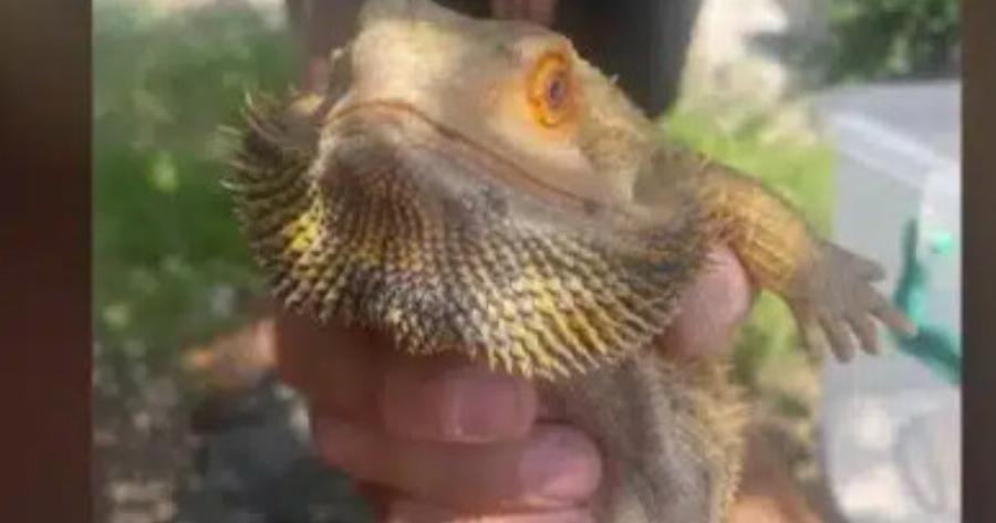 Θεσσαλονίκη: «Δράκος»έκοβε… βόλτες στην Άνω Πόλη