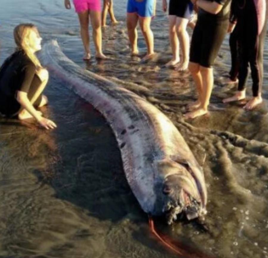 Φόβος για μεγάλο σεισμό: Εντοπίστηκε αυτό το ψάρι – Είναι γνωστό ως ο προάγγελος της «καταστροφής»