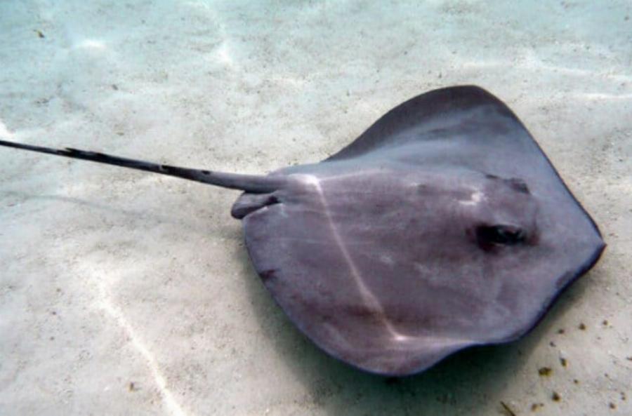 «Πάγωσαν» λουόμενοι στο Αγρίνιο: Έκανε βουτιά και ξαφνικά άρχισε να ουρλιάζει από πόνο, μόλις είδαν τι την τσίμπησε