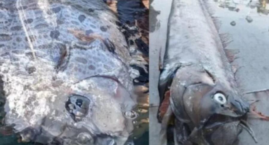Φόβος για μεγάλο σεισμό: Εντοπίστηκε αυτό το ψάρι – Είναι γνωστό ως ο προάγγελος της «καταστροφής»