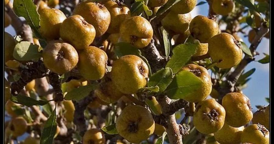 Αuτό είναι το ξεχασμένο δέντρο που μεγάλωσε πολλές γενιές – Γιατί εξαφανίστηκε