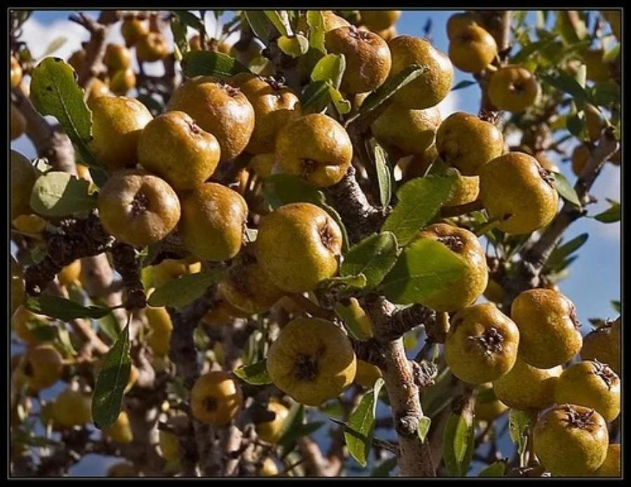 Αuτό είναι το ξεχασμένο δέντρο που μεγάλωσε πολλές γενιές – Γιατί εξαφανίστηκε