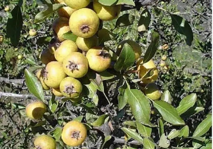 Αuτό είναι το ξεχασμένο δέντρο που μεγάλωσε πολλές γενιές – Γιατί εξαφανίστηκε