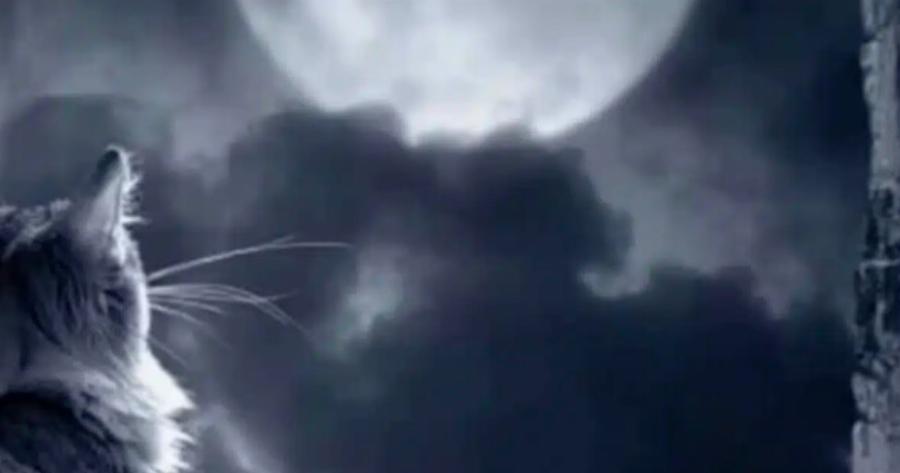 Γάτες: Γιατί θεωρούνται πλάσματα του υπερφυσικού και τι «βλέπουν» που εμείς δεν βλέπουμε;