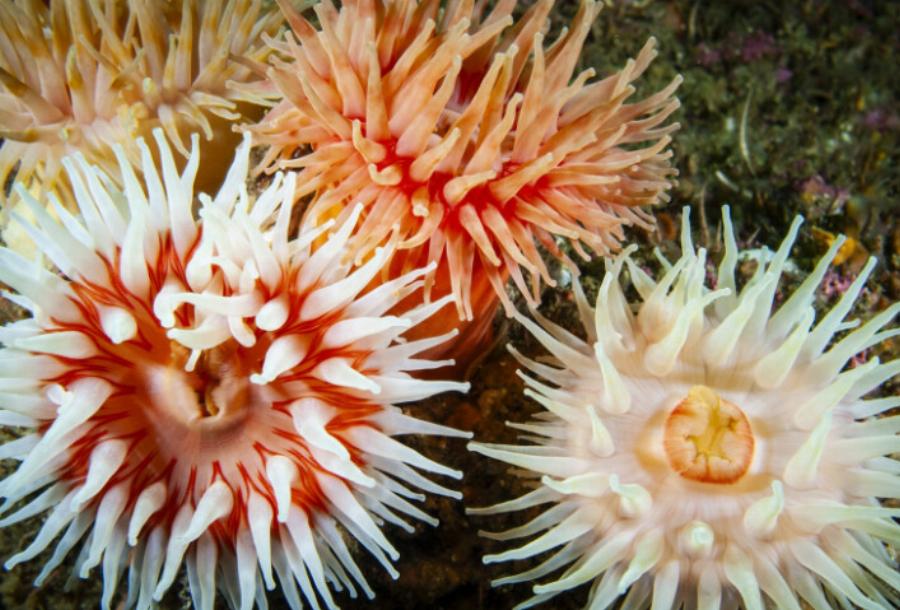 Θαλάσσιες ανεμώνες “επιτέθηκαν” σε παιδιά και έστειλαν το ένα νοσοκομείο για μέρες – Πώς μοιάζουν & πώς την αποφεύγουμε