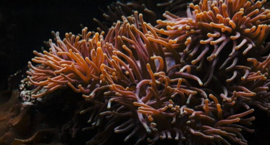 Θαλάσσιες ανεμώνες “επιτέθηκαν” σε παιδιά και έστειλαν το ένα νοσοκομείο για μέρες – Πώς μοιάζουν & πώς την αποφεύγουμε