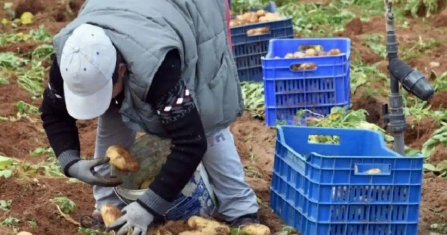 Δρομολογείται η πρόσληψη 9.000 εποχικών εργατών από Αίγυπτο και Μπαγκλαντές