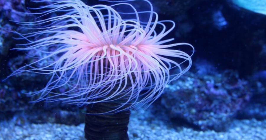 Θαλάσσιες ανεμώνες “επιτέθηκαν” σε παιδιά και έστειλαν το ένα νοσοκομείο για μέρες – Πώς μοιάζουν & πώς την αποφεύγουμε