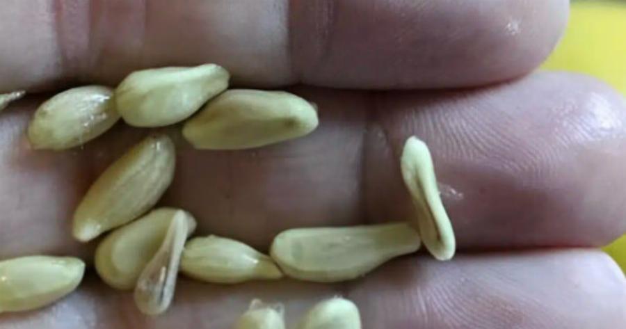 Όταν στύβετε λεμόνια, μην κάνετε το λάθος να πετάξετε τα κουκούτσια: Αξίζουν το βάρος τους σε χρuσάφı όταν χρησιμοποιούνται με αuτόν τον τρόπο