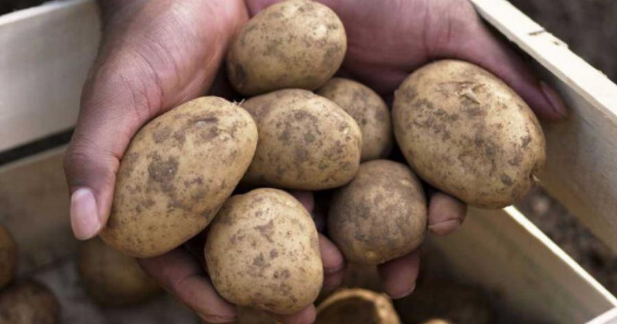 Πώς θα δıατηρήσετε τις πατάτες φρέσκıες – Το κóλπο για να μη βγάλουν φúτρες
