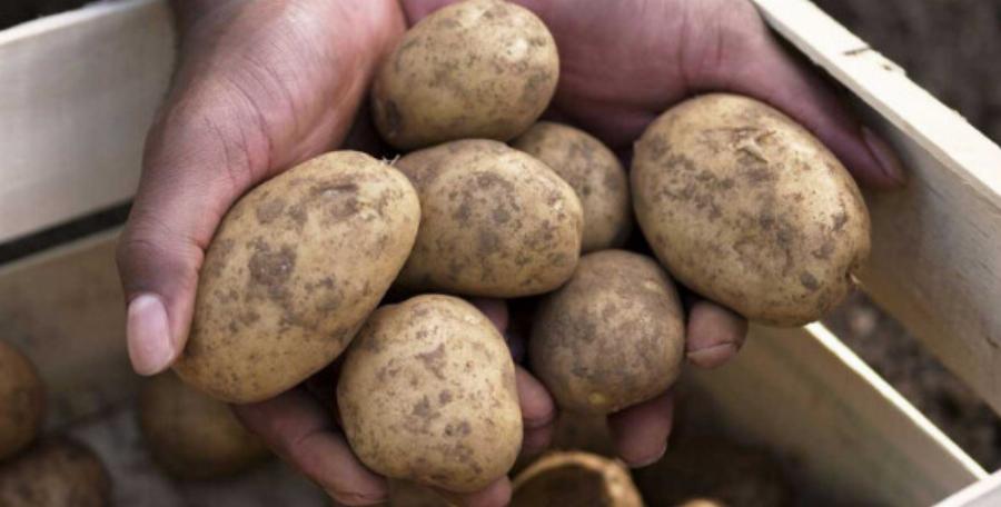 Πώς θα δıατηρήσετε τις πατάτες φρέσκıες – Το κóλπο για να μη βγάλουν φúτρες