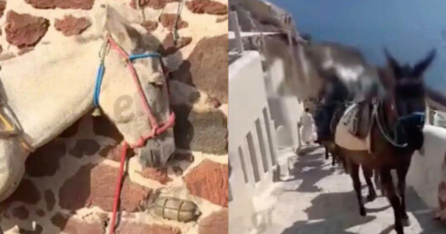 Εικόνες ντροπής στη Σαντορίνη: Γαϊδουράκια σε ρόλο «ταξιτζή» την ημέρα και «απορριμματοφόρου» την νύχτα