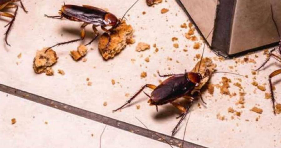 Το κρυφό κόλπο για να απαλλαγείτε οριστικά από τις κατσαρίδες 6+1 σπιτικά κόλπα