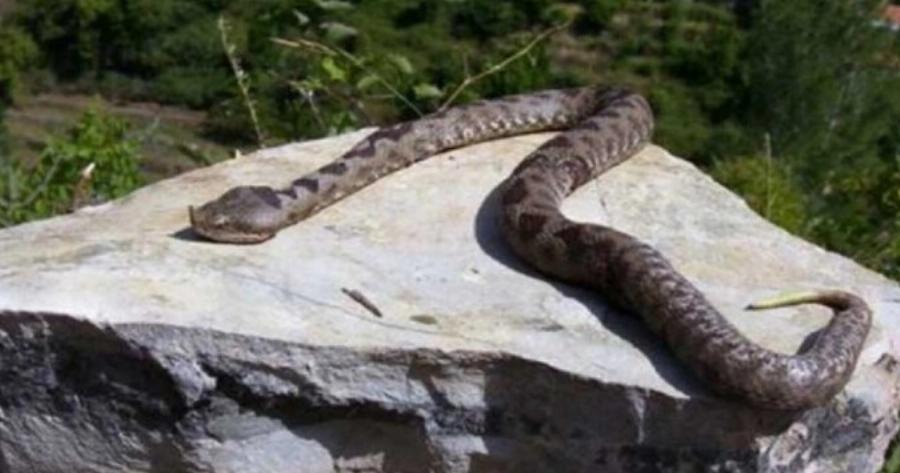 Είναι παντού γύρω μας: Πώς μπορείτε να κρατήσετε τα φίδια μακριά από το σπίτι και την αυλή