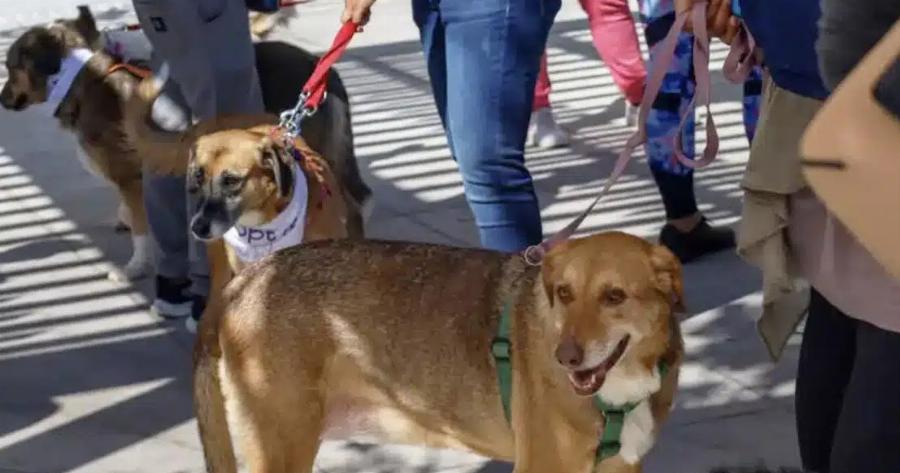 Επαναπατρισμοί από Μέση Ανατολή: Ειδική πτήση από το Ντουμπάι για πολίτες με κατοικίδια