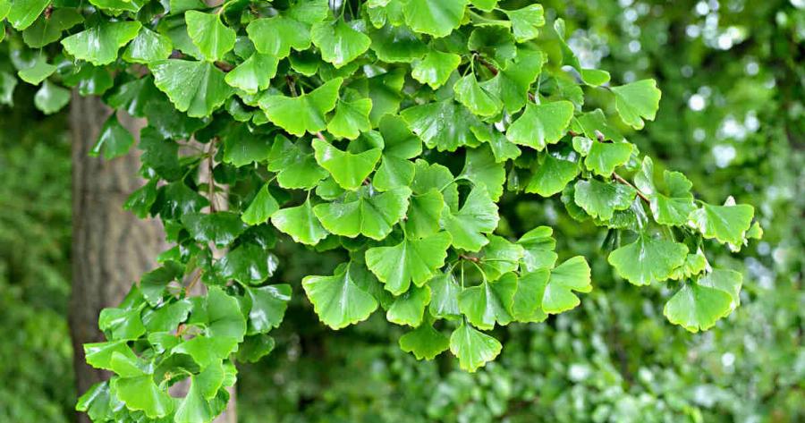 7 ισχυρές τροφές που αραιώνουν το αίμα και πρέπει να γνωρίζετε