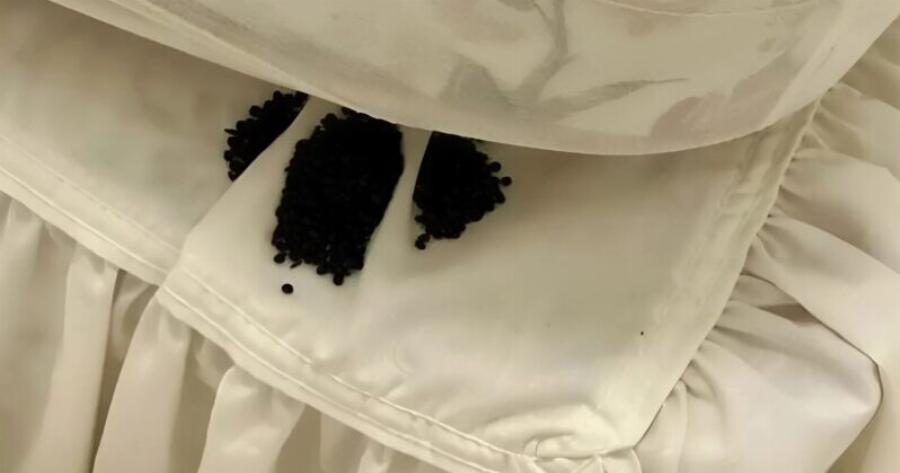 Το βρήκα κάτω από το στρώμα μου — στην αρχή νόμιζα πως ήταν αυγά εντόμων, αλλά η πραγματικότητα με εξέπληξε πολύ