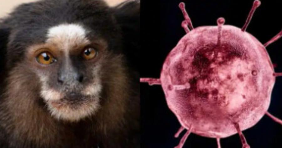 Συναγερμός στην Ευρώπη: Εντοπίστηκαν τα πρώτα κρούσματα του ιού Oropouche