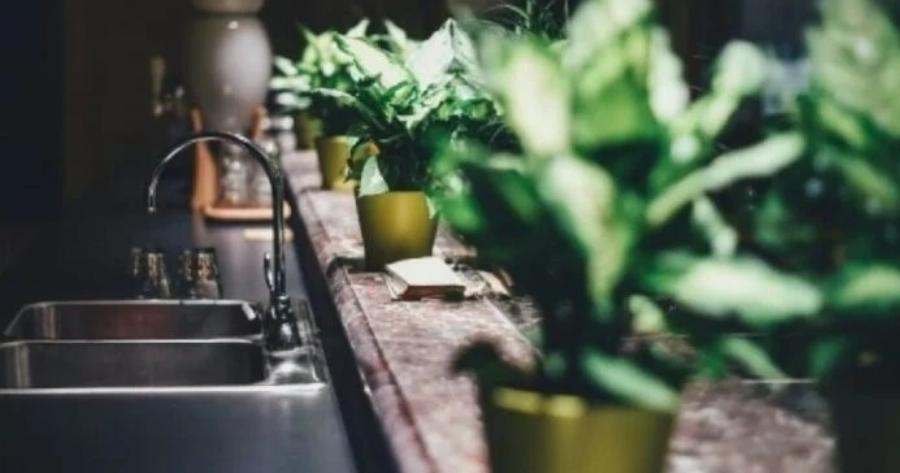 Το έχουμε όλοι σπίτι μας αλλά τελικά είναι γpouσouZικo – Auτo είναι το φυτό που φέρνει Mαupiλα στη ζωή μας