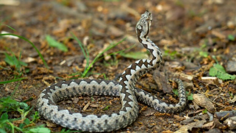 Παίρνει μόνο 1 λεπτό και σώζει ζωές: Γιατρός εξηγεί τα σοβαρά λάθη που κάνουν όλοι όταν τους δαγκώσει φίδι