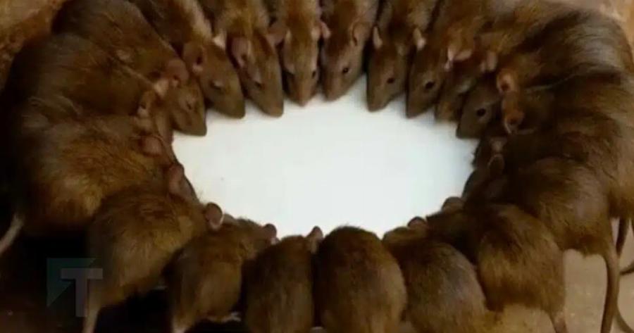 Τα ποντίκια και οι αρουραίοι θα εξαφανιστούν σε 1 λεπτό χωρίς δηλητήριο ή παγίδες