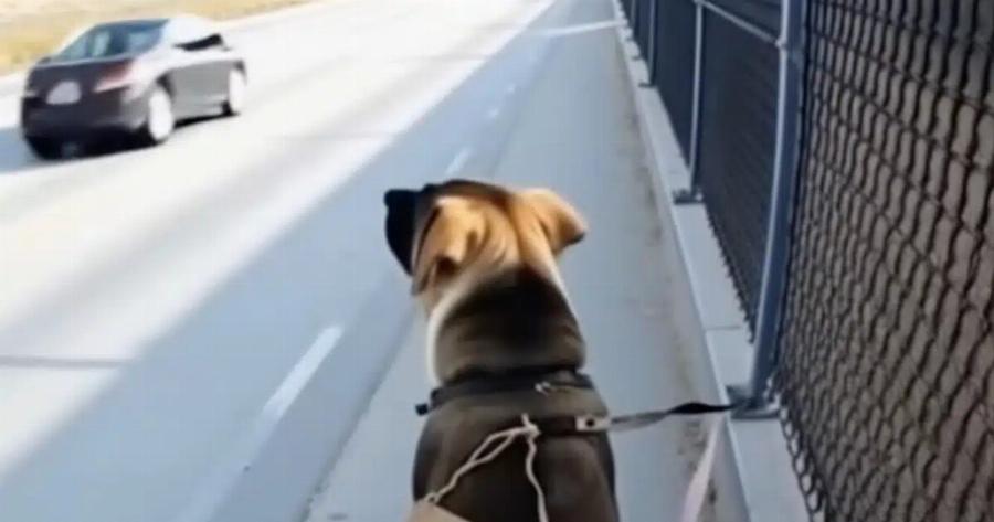 Νόμιζε πως ήταν απλώς ένα αδέσποτο σκυλί δεμένο σ’ έναν φράχτη σ’ έναν έρημο δρόμο — αλλά όταν άνοιξε τον φάκελο γύρω από τον λαιμό του, τα λόγια μέσα του πάγωσαν το αίμα του: «Με θυμάσαι;»