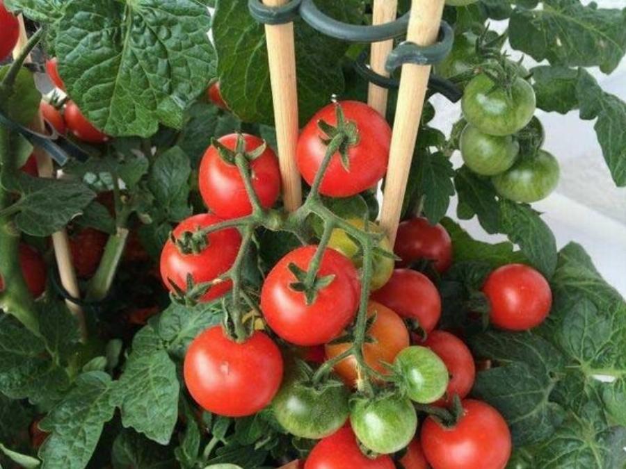 Πολλοί πετάνε τα τσόφλια από τα αβγά, αλλά δεν γνωρίζουν πόσο σημαντικά είναι