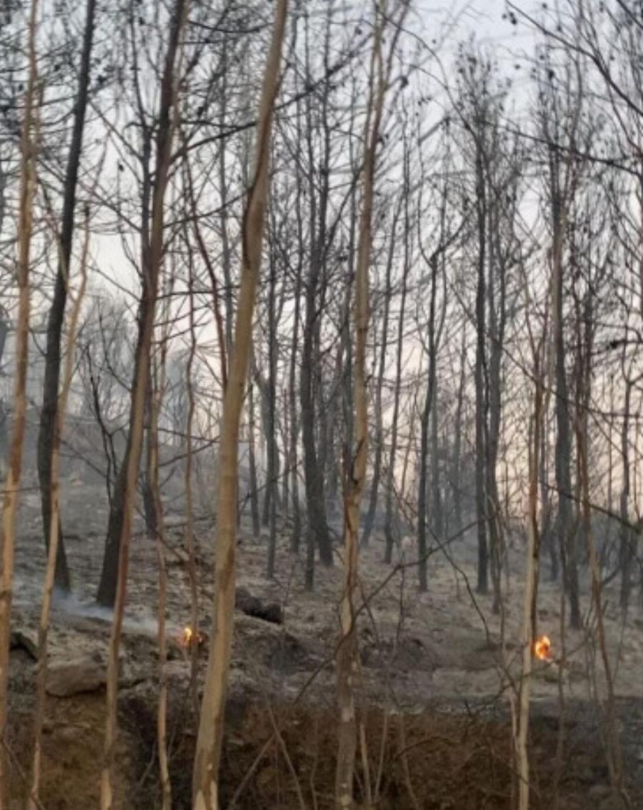 Φωτιά στην Αττική: Συγκλονίζουν οι φωτογραφίες της Αθηναΐδος Νέγκα μέσα από τις στάχτες