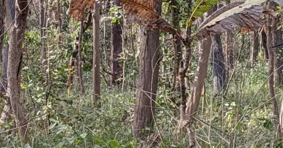 Έχετε όραση αετού αν μπορείτε να βρείτε την τίγρη στην εικόνα σε 22 δευτερόλεπτα