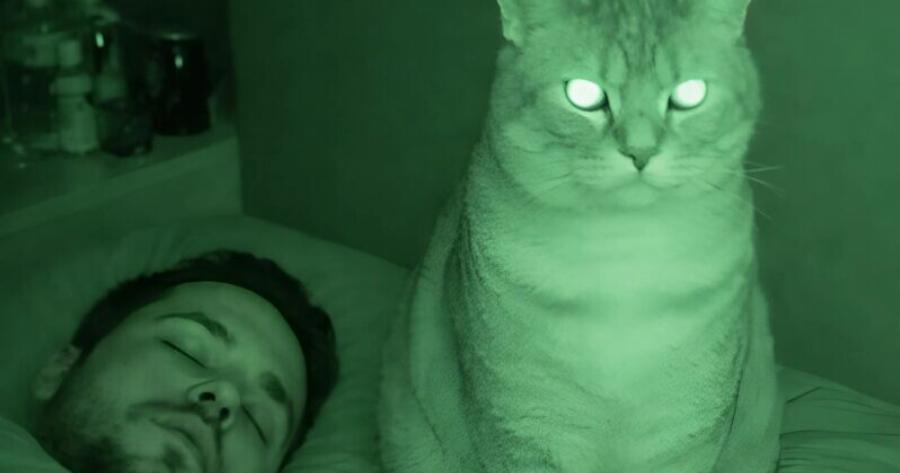 Κάθε βράδυ ξυπνούσα με την αίσθηση ότι η γάτα μας επίμονα, εμένα και τον σύζυγό μου, και αυτό έμοιαζε τρομακτικό. Source: https://stay-glamour.com/moya-koshk