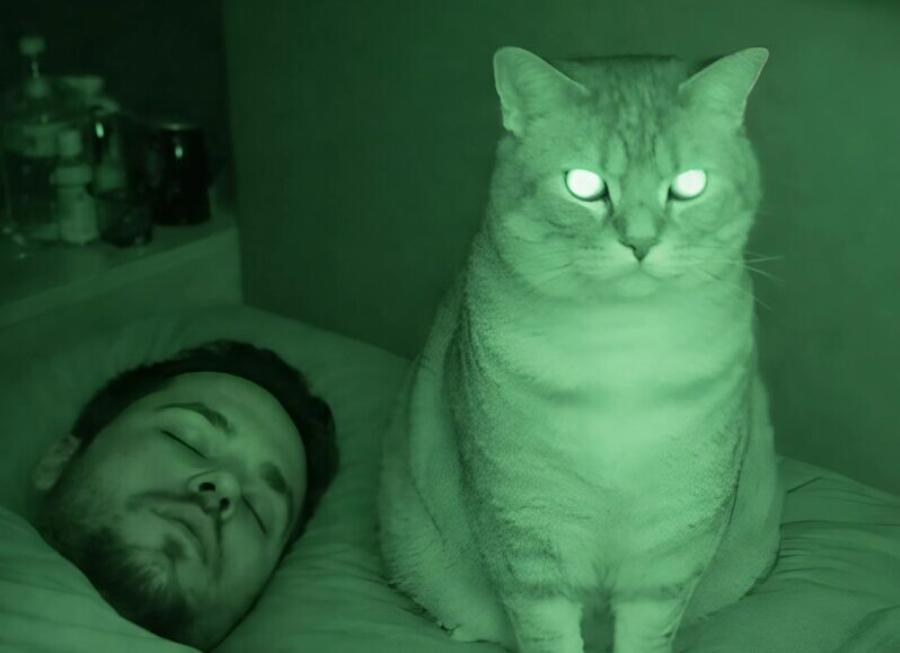 Κάθε βράδυ ξυπνούσα με την αίσθηση ότι η γάτα μας επίμονα, εμένα και τον σύζυγό μου, και αυτό έμοιαζε τρομακτικό. Source: https://stay-glamour.com/moya-koshk