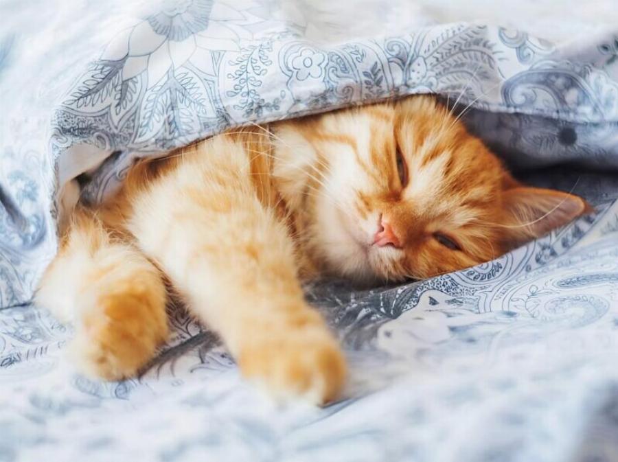 Κάθε βράδυ ξυπνούσα με την αίσθηση ότι η γάτα μας επίμονα, εμένα και τον σύζυγό μου, και αυτό έμοιαζε τρομακτικό. Source: https://stay-glamour.com/moya-koshk