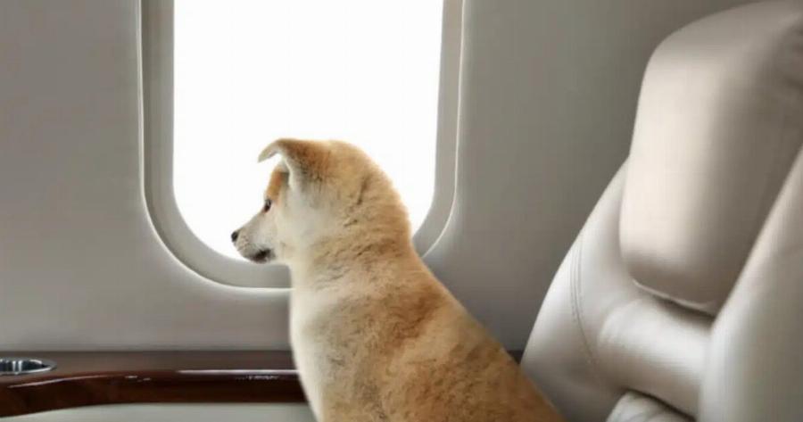 Οι σκύλοι θα έχουν το δικό τους κάθισμα στο αεροπλάνο