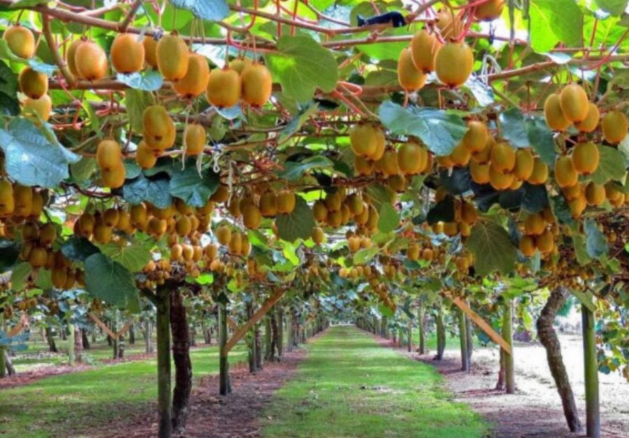 Καλλιεργήστε το και θα γίνετε… πλούσιοι: Το ελληνικό φρούτο που το ζητά όλος ο πλανήτης, σπάει κάθε ρεκόρ εξαγωγών