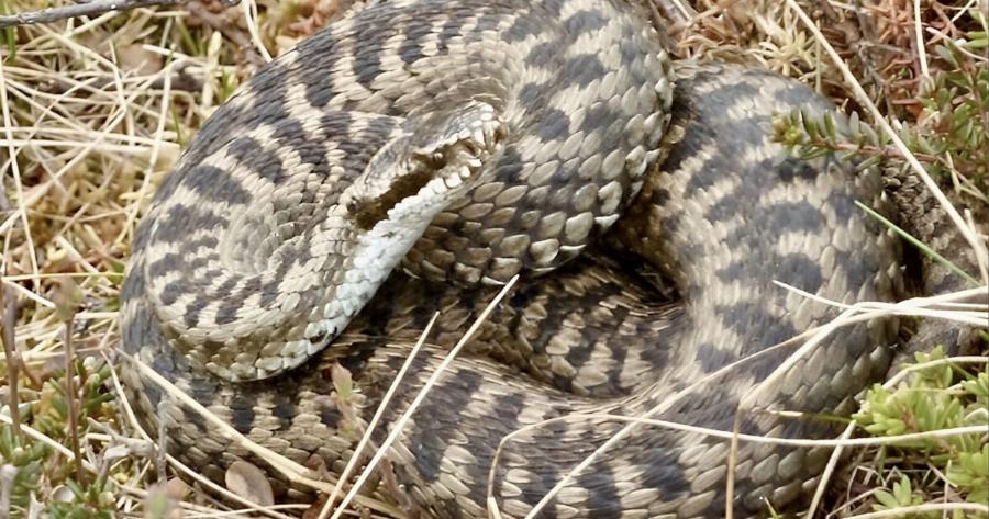 Έπαιζε στην γειτονιά, τον δάγκωσε Οχιά: Τραγικά νέα για 16χρονο, συναγερμός σε ολόκληρη την πόλη