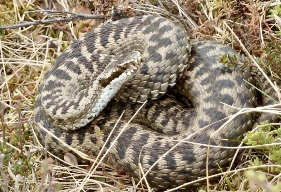 Έπαιζε στην γειτονιά, τον δάγκωσε Οχιά: Τραγικά νέα για 16χρονο, συναγερμός σε ολόκληρη την πόλη