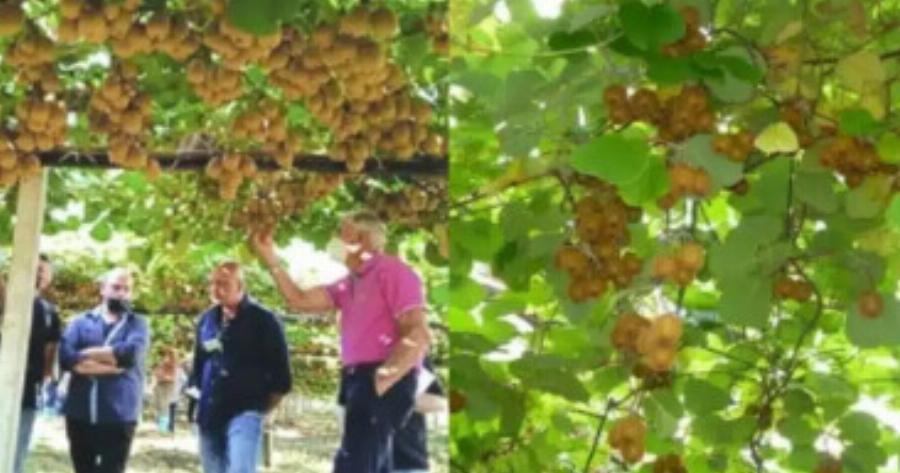 Καλλιεργήστε το και θα γίνετε… πλούσιοι: Το ελληνικό φρούτο που το ζητά όλος ο πλανήτης, σπάει κάθε ρεκόρ εξαγωγών